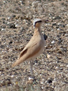 Cream-Coloured Courser - Cursorius cursor © John Muddeman